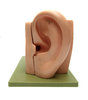 EAR