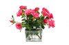Roses in a Vase