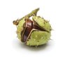 Chestnut