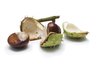 Chestnut