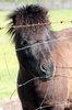 Pony