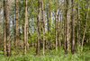 Birch and Meadow 2