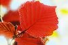 Red leaves