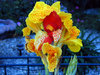 wowflower