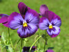 purple pansies