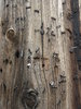 telephone pole