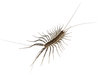 house centipede