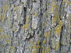 bark
