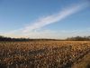 harvested field