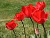 Tulips in spring