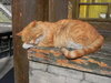 sleeping cat