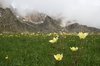 Mountain flowers