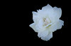 Rose on Black