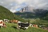 Cows in the mountains