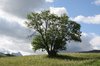 Tree in the mountains