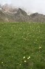 Mountain meadow