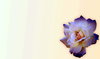 Tinted Apricot Rose