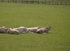 Cows resting