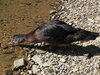 duck drinking water