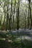 Bluebell woodland