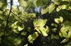 Young beech leaves