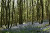 Bluebell woodland
