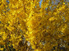Forsythia