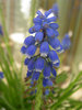 Grape Hyacinths