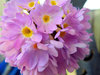 Spring flower