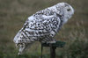 Snowy owl