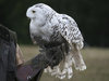 Snowy owl