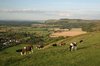 Cows wandering home