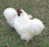 white & fluffy