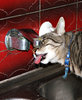 thirsty cat