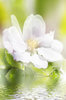 Spa blossom with reflection