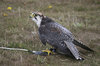 Lanner Falcon