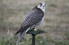 Lanner Falcon