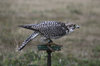 Lanner Falcon