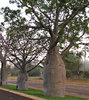 bottle tree verge