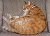 sleepy lounge cat
