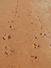 footprints - coming & going