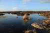 Peat bog