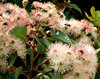pink gum tree blossoms