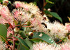 pink gum tree blossoms