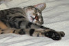 pussycat bedtime