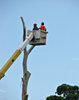 tree loppers