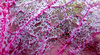 purple veined