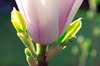 Magnolia