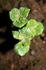 Potato sprouts
