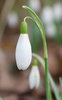 Snowdrops